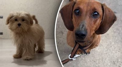 Чому собака ганяється за своїм хвостом насправді: несподівана причина здивує Чому собака ганяється за своїм хвостом насправді: несподівана причина здивує