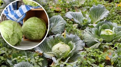 "Живий купол" для капусти: сусіди на грядці, які допомагають рости без хімії
