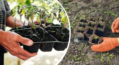 Морозов не боятся: какие овощи, деревья и цветы можно сажать в марте