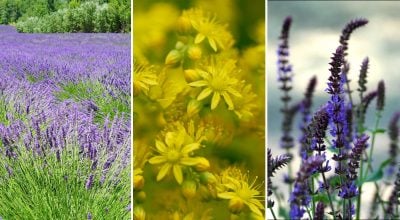 Почвокровные растения Почвокровные растения