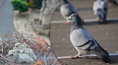 Чому ми ніколи не бачимо пташенят голубів: орнітологи розкрили справжню причину