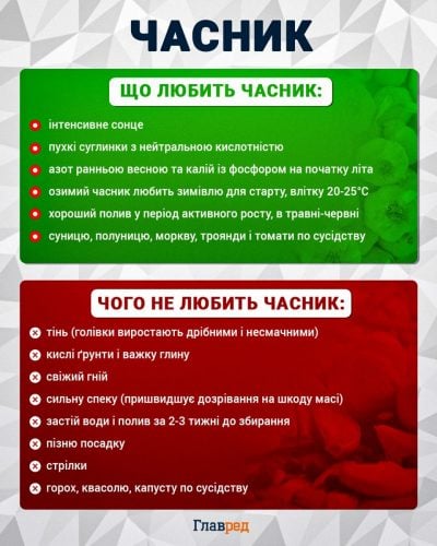 Збережеться до весни: сприятливі дати в липні для збору озимого часнику Збережеться до весни: сприятливі дати в липні для збору озимого часнику