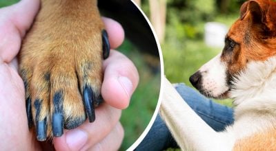 Собака Собака