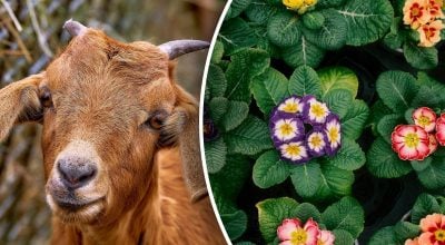 Китайский гороскоп на завтра Китайский гороскоп на завтра