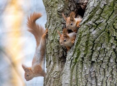 Температура подскочит до +10 градусов: в Тернополь идет весеннее потепление