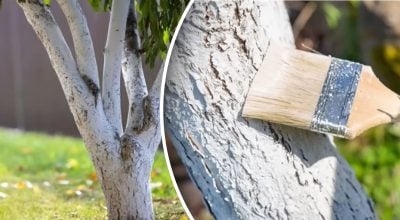 Когда белить деревья? Когда белить деревья?