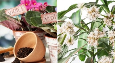 Одна чайна ложка — і цвітіння цілий рік: натуральне добриво своїми руками