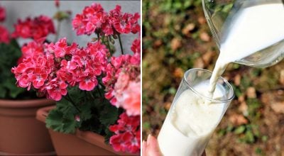 Японская подкормка для комнатных цветов: три ингредиента — и будет море бутонов