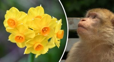 Китайський гороскоп на завтра