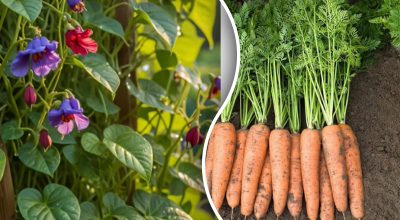 Рассаду каких культур не стоит покупать? Рассаду каких культур не стоит покупать?