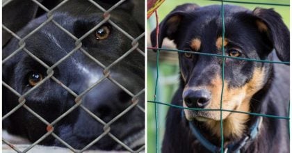 Господар пішов, залишивши лише записку: фото самотньої собаки розбило тисячі сердець