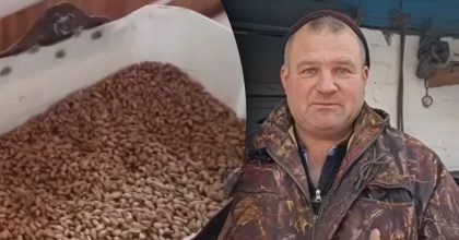 Чому кури не несуться взимку: п’ять факторів, про які варто знати