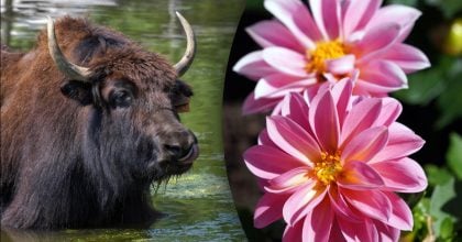 Китайський гороскоп на завтра 4 лютого: Бикам - образа, Зміям - конфлікти