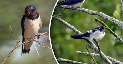 Ластівки в Україні  зникають не випадково: хто  винен