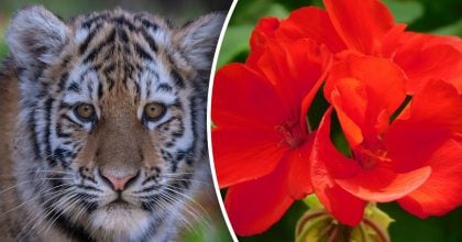 Китайский гороскоп на завтра 5 февраля: Тиграм - переживания, Драконам - тревога