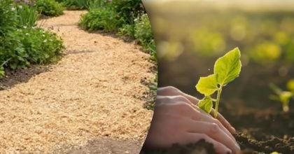 Горсть опилок — и корни как в джунглях: метод, который удивил огородников