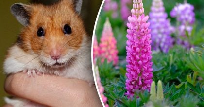 Китайський гороскоп на завтра 7 лютого: Щурам - помста, Тиграм - втрати