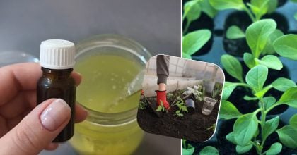 Розсада потовстішає на очах: садівник розкрила секрет бабусиного методу