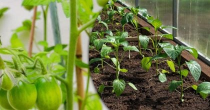 Що сіяти на розсаду в лютому, щоб не залишитися без врожаю: "золотий" список