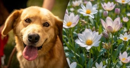 Китайский гороскоп на завтра 9 февраля: Собакам - страх, Драконам - испытания