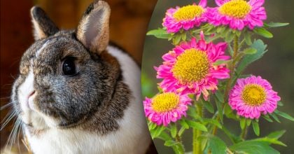 Китайский гороскоп на сегодня 10 февраля: Кроликам - унижение, Петухам - неприятности