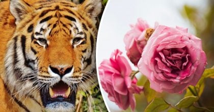 Китайский гороскоп на завтра 11 февраля: Тиграм - проблемы, Свиньям - ошибки