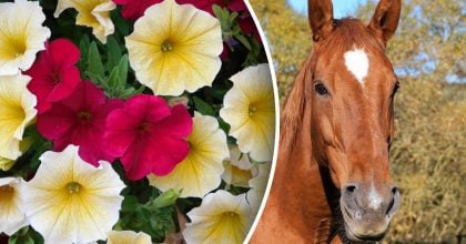 Китайский гороскоп на сегодня 12 февраля: Драконам - одиночество, Лошадям - страх