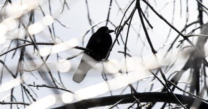 На Полтавщину повертається довгоочікуване тепло: синоптики назвали дату