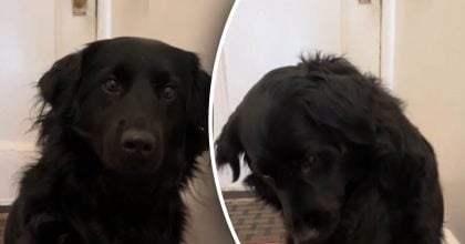 Собака повернувся з прогулянки і зворушив всіх своїм вчинком - що він зробив