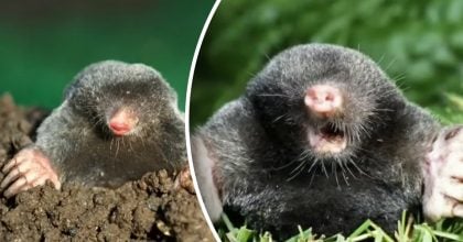 Як швидко вигнати крота з ділянки — ефективний і безпечний метод