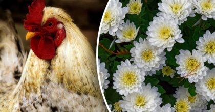 Китайский гороскоп на завтра 14 февраля: Петухам - гнев, Свиньям - стресс