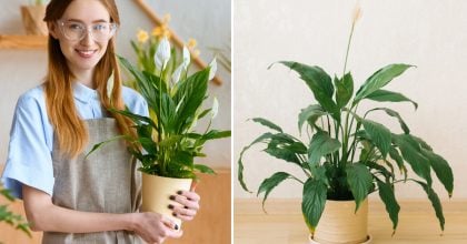 Коли і як пересаджувати спатифілум, щоб він знову зацвів