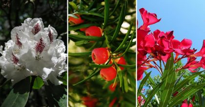 Красиві, але смертельно отруйні: які рослини краще не садити на ділянці