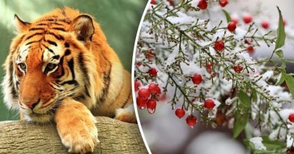 Китайський гороскоп на завтра 18 лютого: Тиграм - скандали, Півням - неприємності