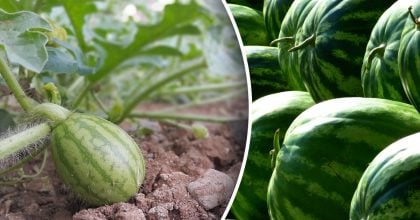 Кавуни та дині будуть більшими за м'ячі: що посадити поруч