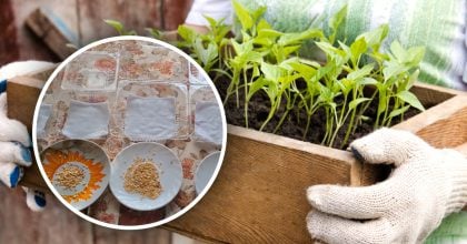 Проросте навіть старе насіння перцю – сільський метод, перевірений часом