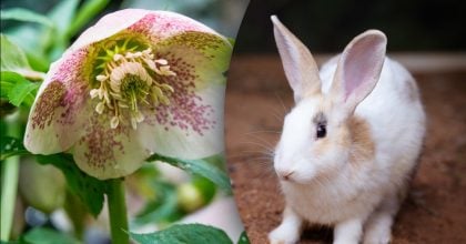 Китайский гороскоп на завтра 20 февраля: Кроликам - обида, Драконам - неудачи