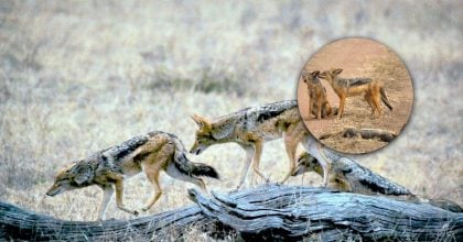 Опасные хищники распространяются по Украине: кто они и почему их все больше