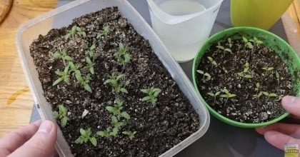 Потужна коренева система за копійки: чим підгодувати будь-яку розсаду для великого врожаю