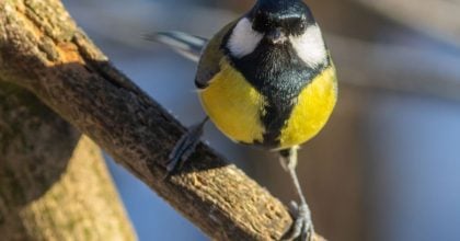 Довгоочікуване потепління та "плюс": в Тернополі різко зміниться погода