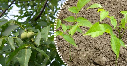 Орех представляет опасность для дома: на каком расстоянии его можно сажать