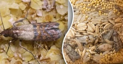 Міль у шафі більше не проблема: перевірений домашній засіб