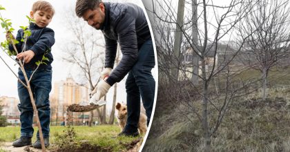 Как выровнять наклоненное дерево: простой способ, который спасет растение