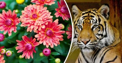 Китайский гороскоп на завтра 26 февраля: Тиграм - бунт, Драконам - конфликты