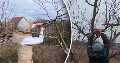 Осіння обрізка дерев: фахівці пояснили, коли вона піде на користь, а коли нашкодить