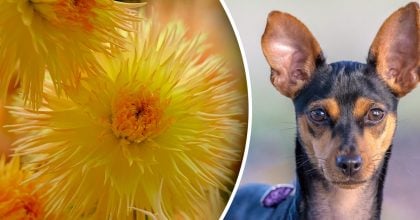 Китайский гороскоп на завтра 27 февраля: Обезьянам - разочарования, Собакам - обида