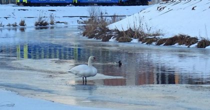 На Рівненщині вдарять нічні морози: синоптики попереджають про небезпеку