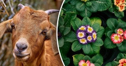 Китайський гороскоп на сьогодні 28 лютого: Зміям - стрес, Козлам - страх