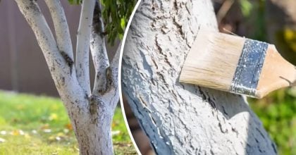 Точно не змиється: що треба додати в побілку для дерев