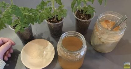 Домашнє добриво для "тонн" врожаю: чим підгодовувати розсаду навесні